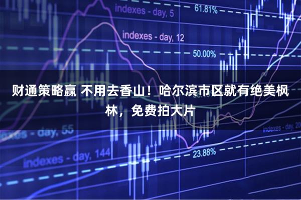 财通策略赢 不用去香山！哈尔滨市区就有绝美枫林，免费拍大片